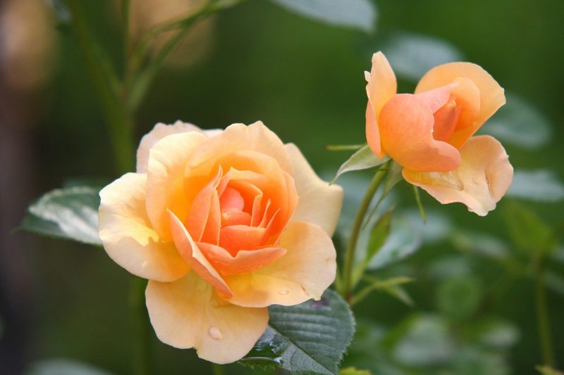 Tumbuhan mawar dan ciri cirinya
