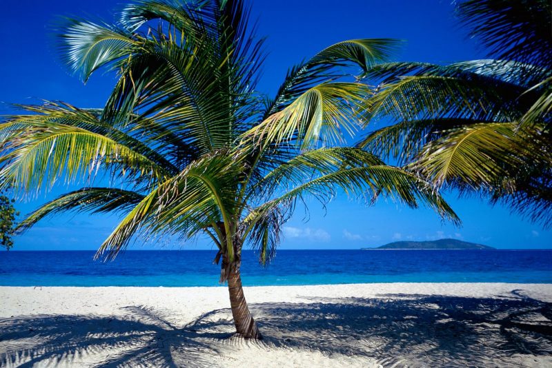 Pohon kelapa dan ciri cirinya