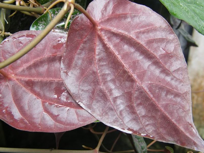 Jenis jenis daun sirih