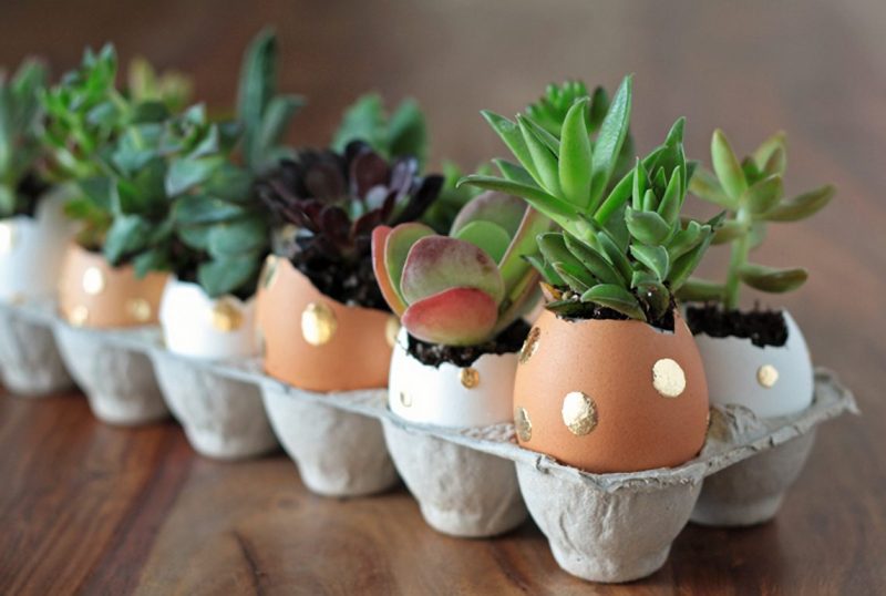 Contoh dan cara buat Miniatur Kebun Dari Cangkang Telur